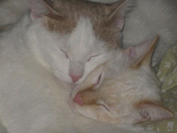 Алина Степнова