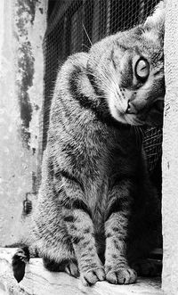 Александр Кот