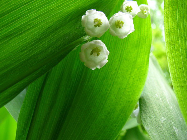 Валентина Сажнева