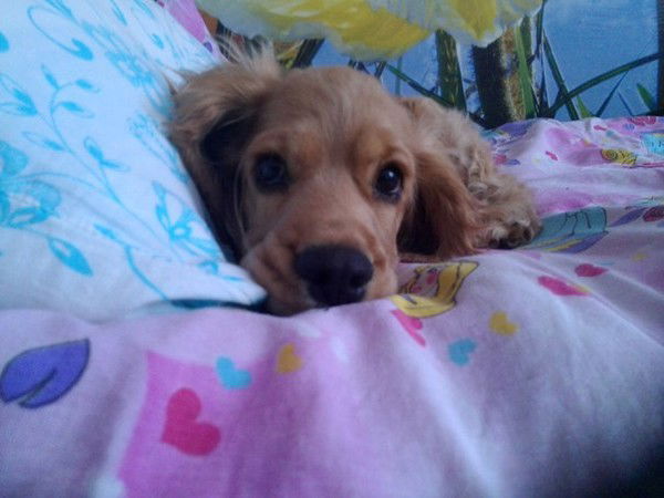 Калабугина Ирина