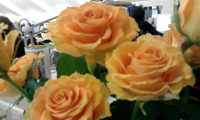 Галина Сергеева