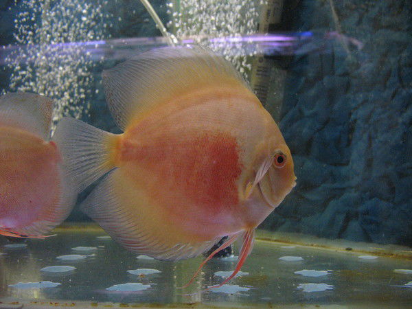 Светлана Рыбакова