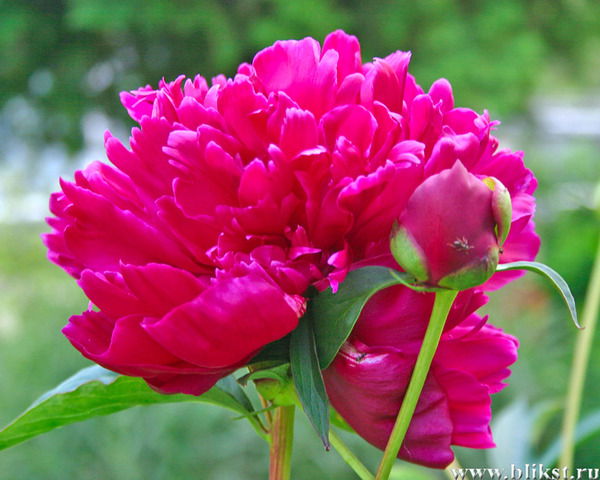 Надежда Голованова