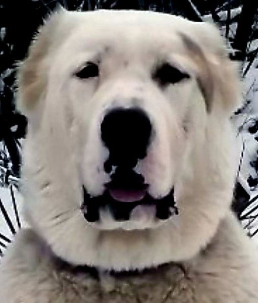 Владислав Уразов