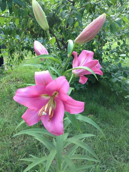 Людмила Красавина