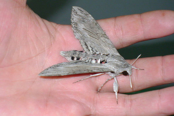 Лена Фадеева