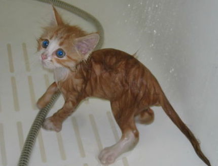 Татьяна Медведева