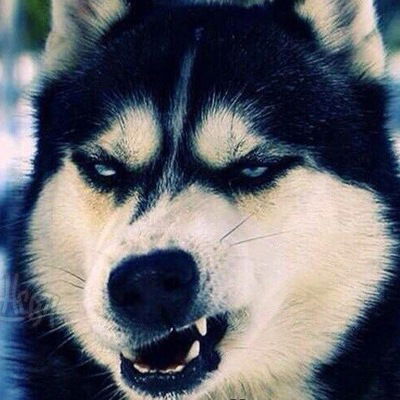 Илья Мужиченко