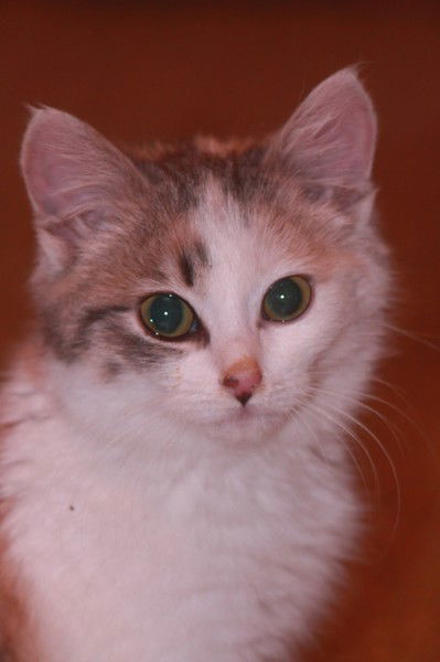 Игорь Лобков