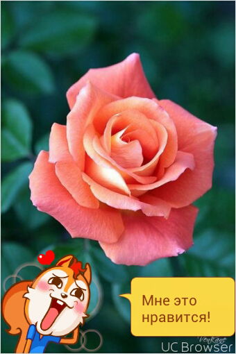 Светлана Задорожная