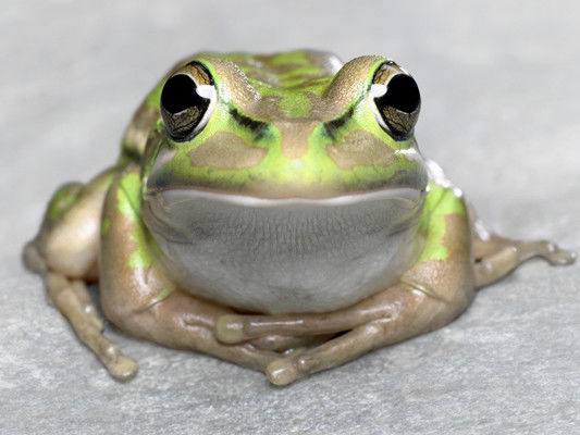 Ольга Орлова