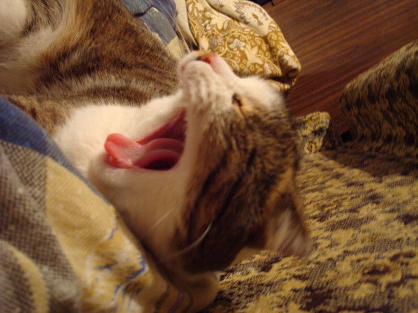 Денис Иванов