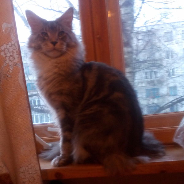 Илья Яковлев