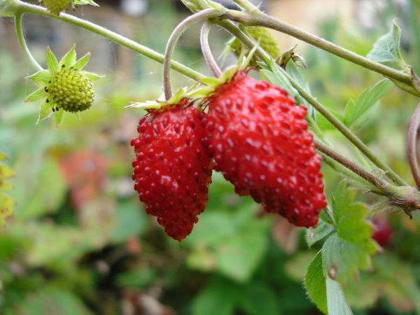 Вероника Токарева