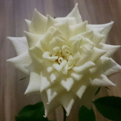 Елена Татаренкова