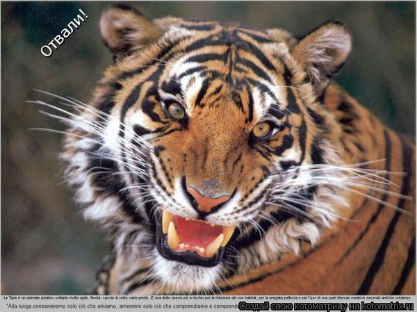 Ольга Соколова