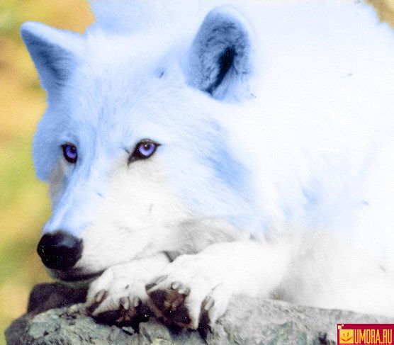 Евгений Мартьянов