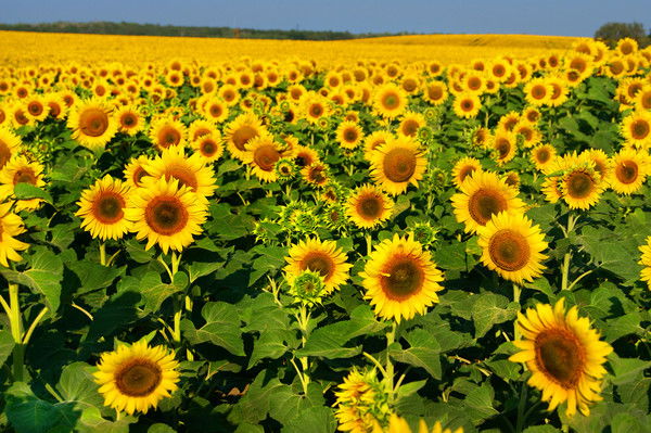 Светлана Дворянинова