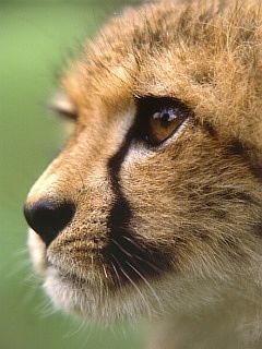 Людмила Третьякова