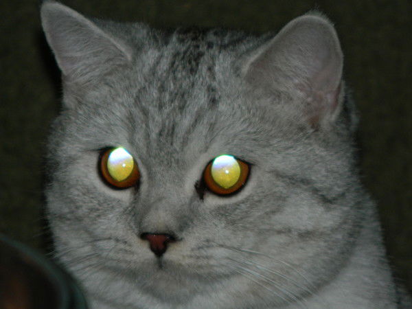 Леся Скорик