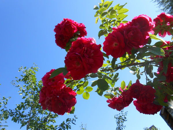 Наталья Ступина