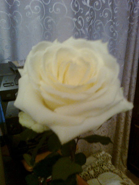 Татьяна Барышенко