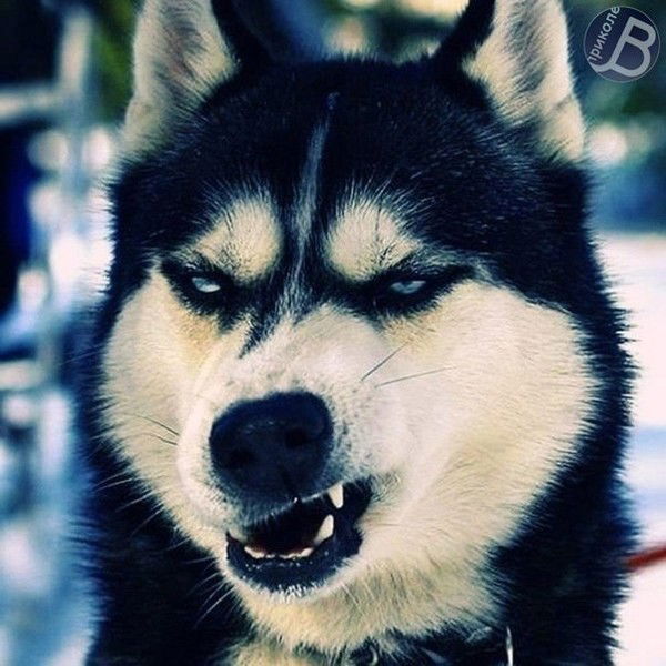 Людочка Шевцова