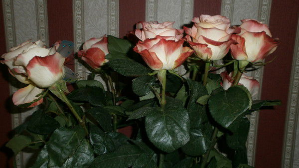 Екатерина С