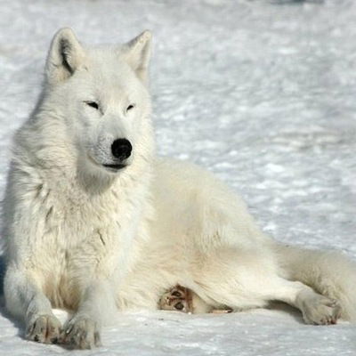 Арина Обложко