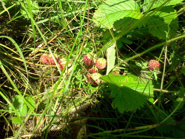 Логистик Групп