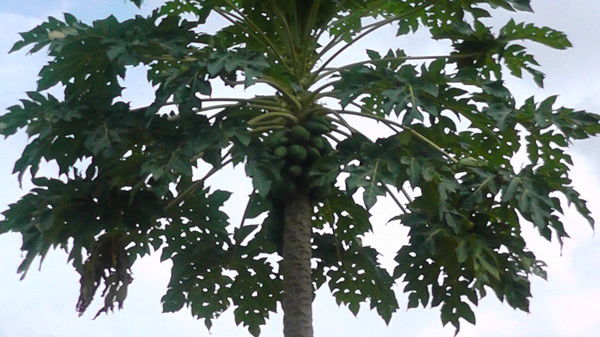 Геoргий Шустов