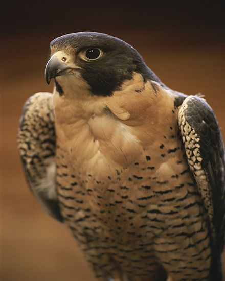 Олег Соколов