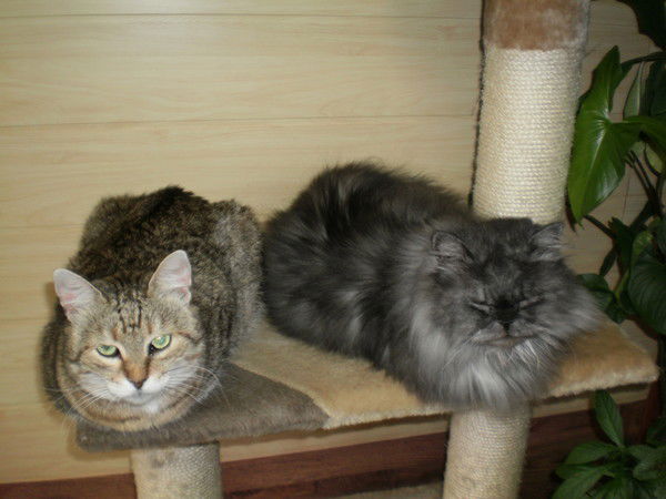 Ванда Лиходиевская