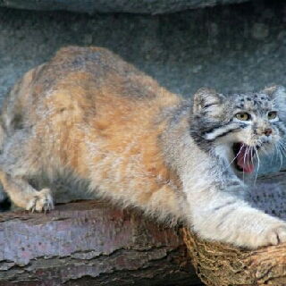 Остап Бендер