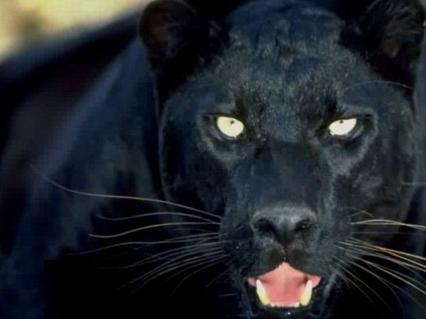 Виктория Дубина