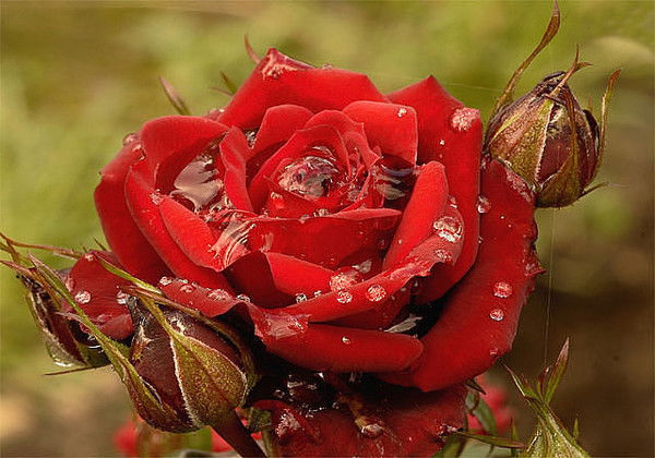 Валентина Пархоменко