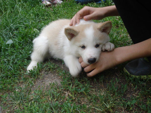 Ильяс Шойтаханов