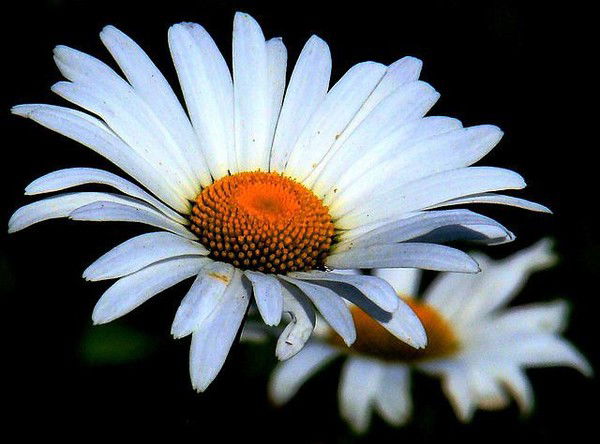 Евгения Шендрик