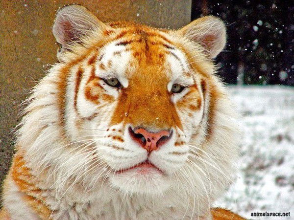 Станислав Маланчуков