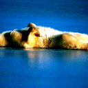 Дмитрий Арсеньев