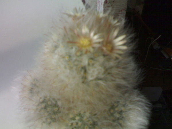 Валерий Береснев