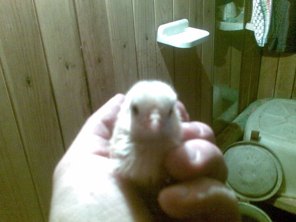 Марс Гильфанов