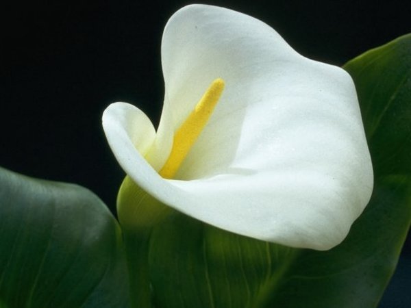 Марина Синдеева