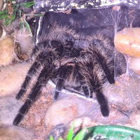 Аня Курсина