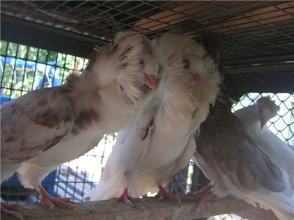 Ринат Колесников