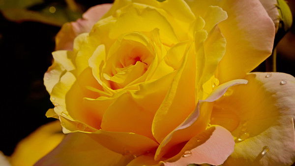 Марина Огородникова