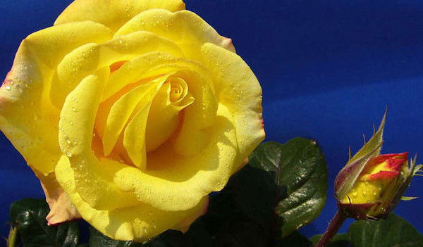 Татьяна Тимченко