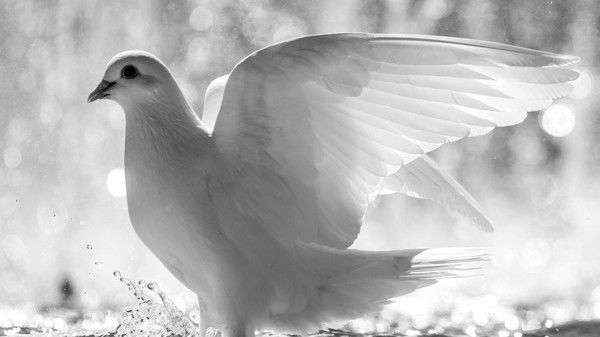 Ольга Морских