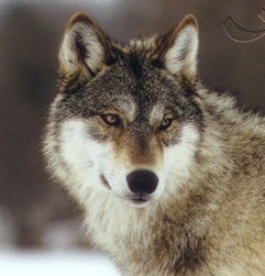 Татьяна Полозняк