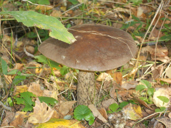 Владимир Киселевич